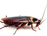 Roach Busters Pest Control