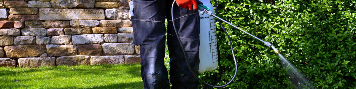 Spraying Pesticide With Portable Sprayer To Eradicate Garden Wee