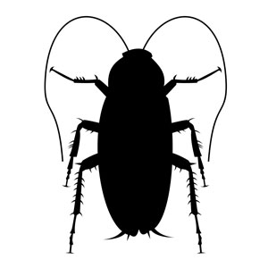 Cockroach Silhouette